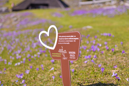 Cvetoča Velika planina – informacije za obiskovalce (1)